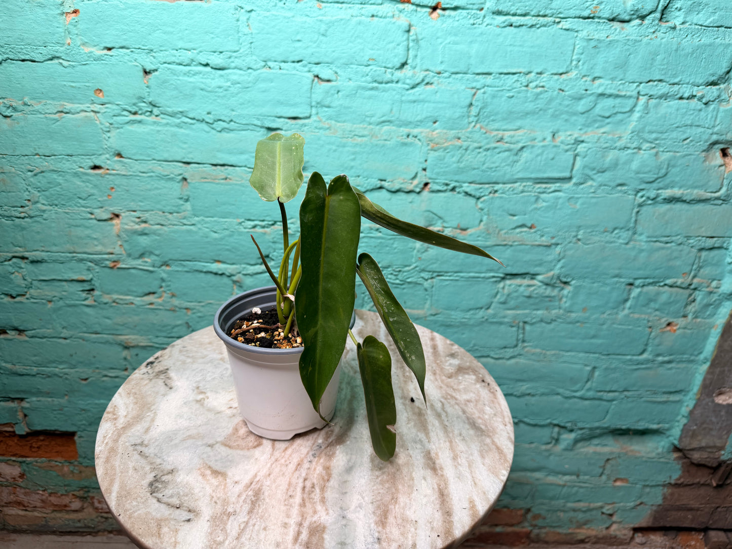 Philodendron-Spirit of Sacti