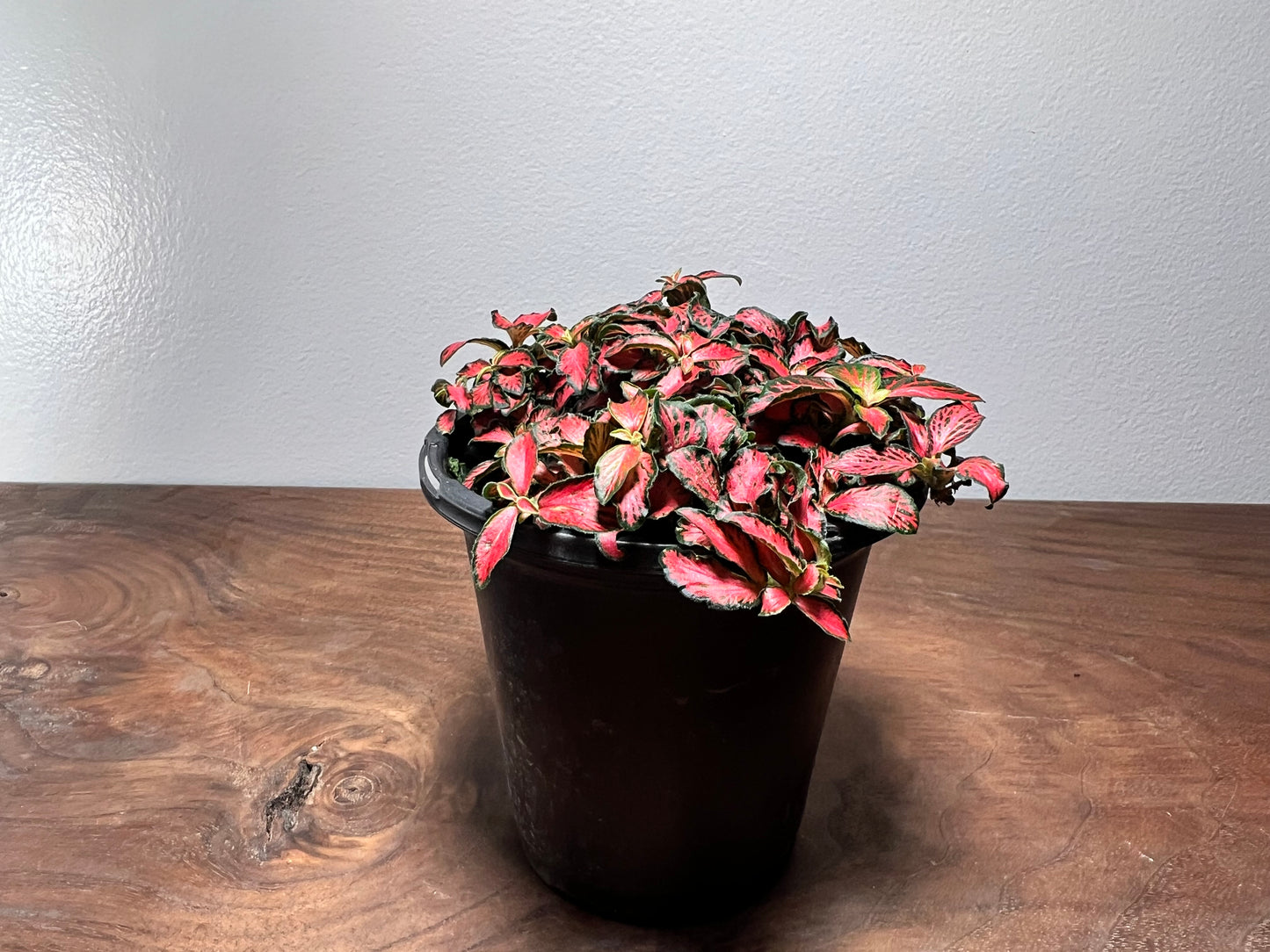 Fittonia Verschsffeltii Forest Flame 4”