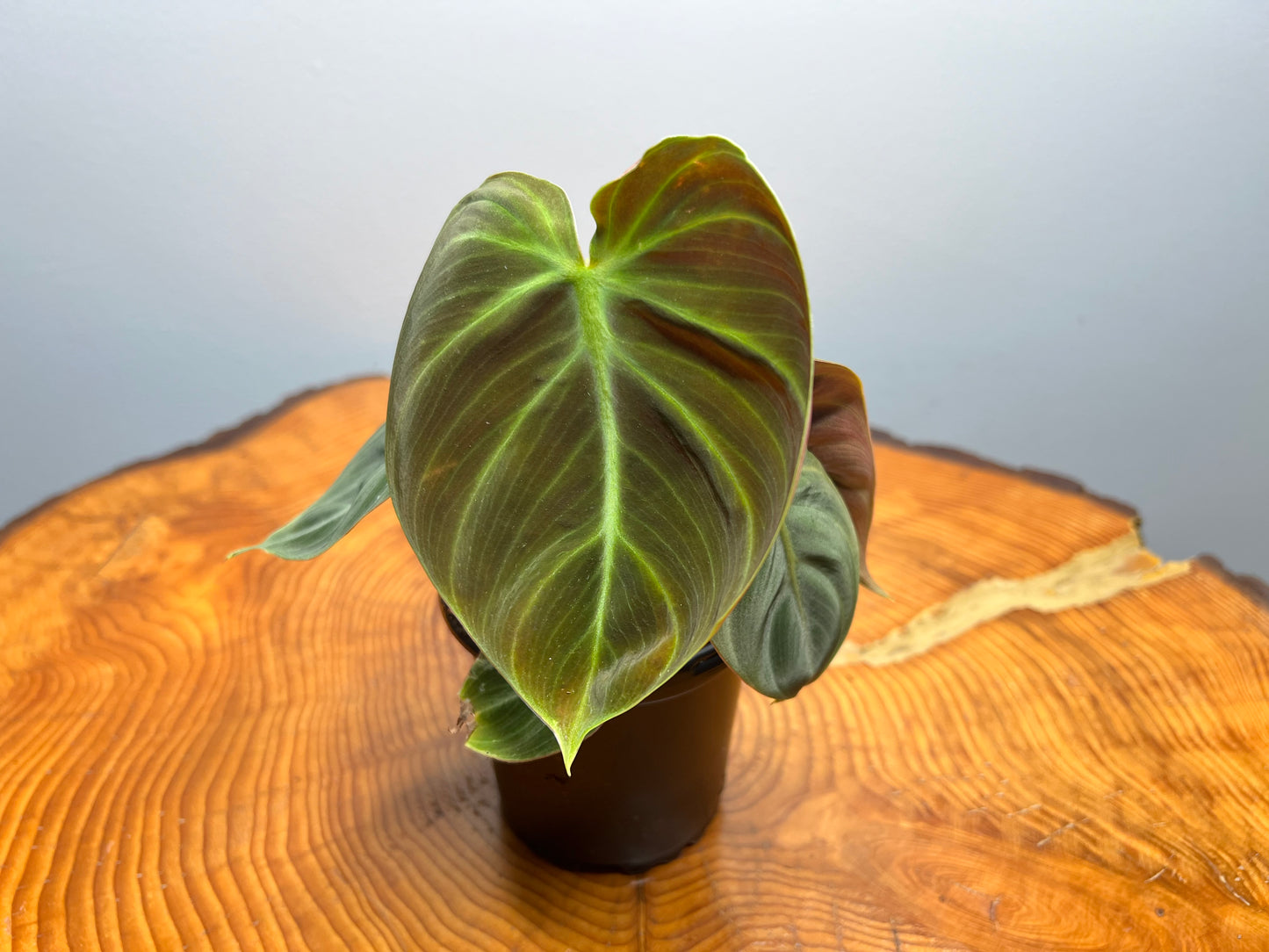 Philodendron El Choco Red