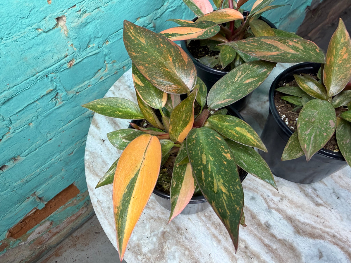 Philodendron Orange Princess 4”