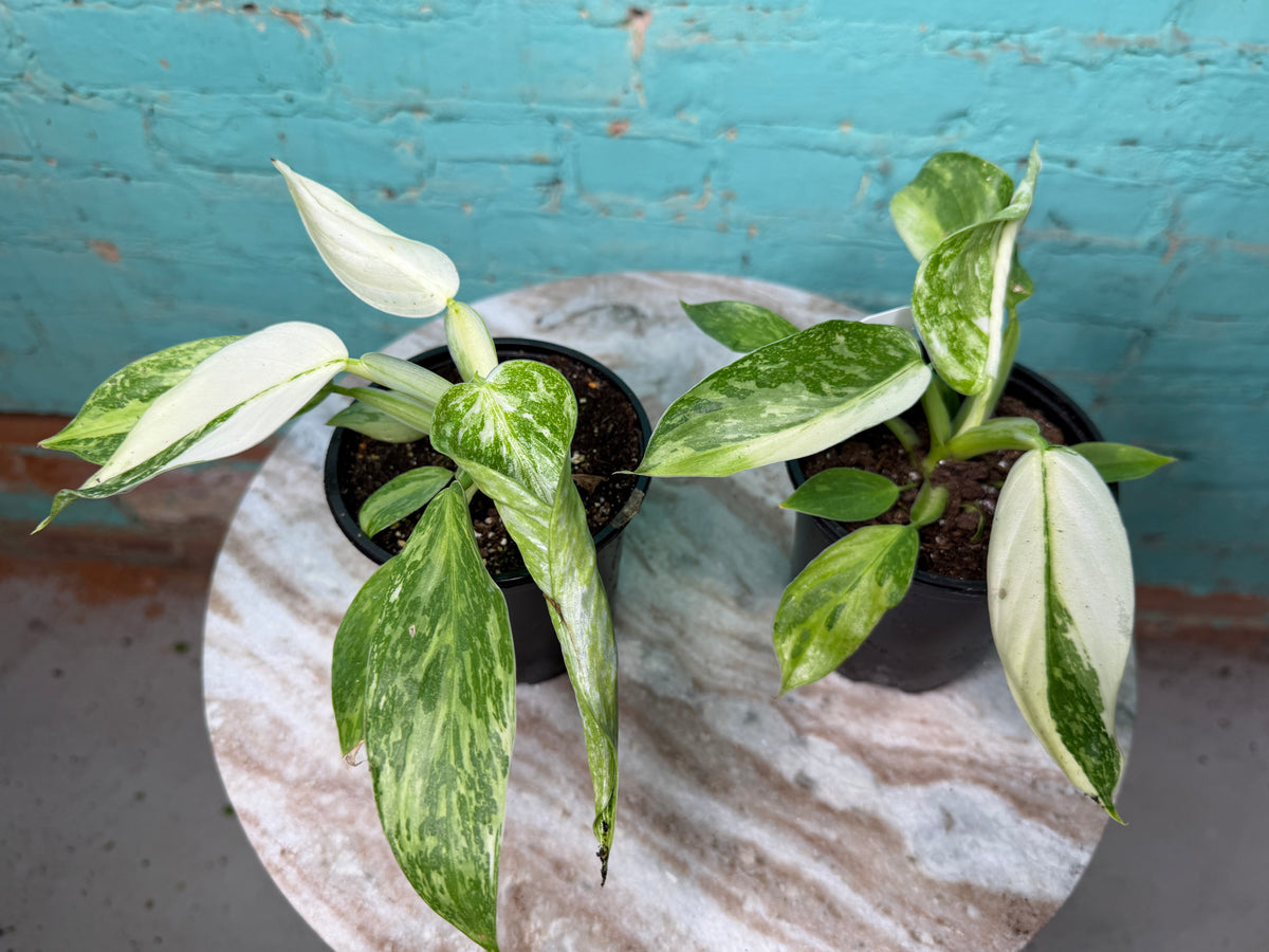 Philodendron ‘Jose Buono’ Albo 4”