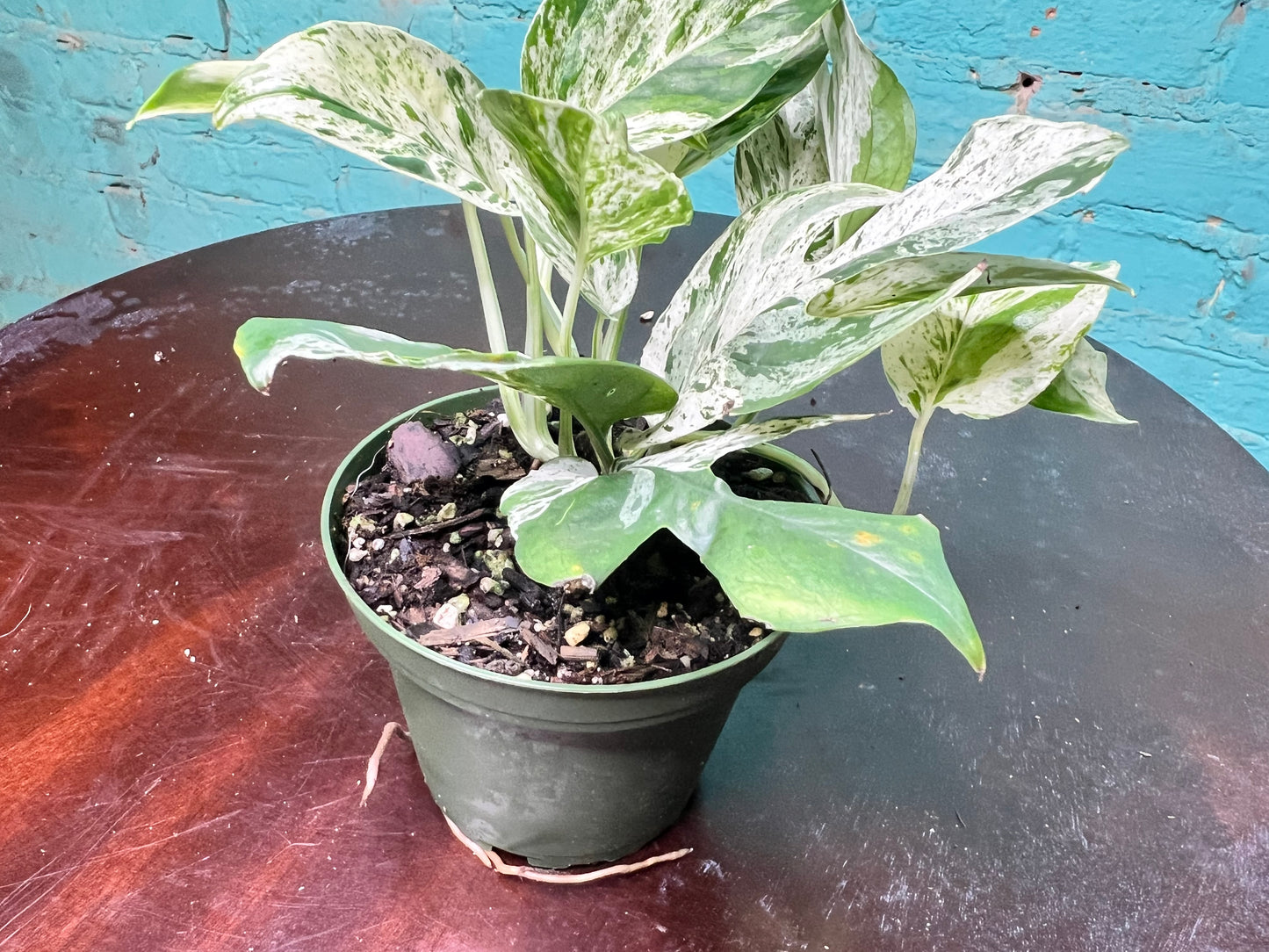 Epipremnum Pinnatum Marble Flame 4”