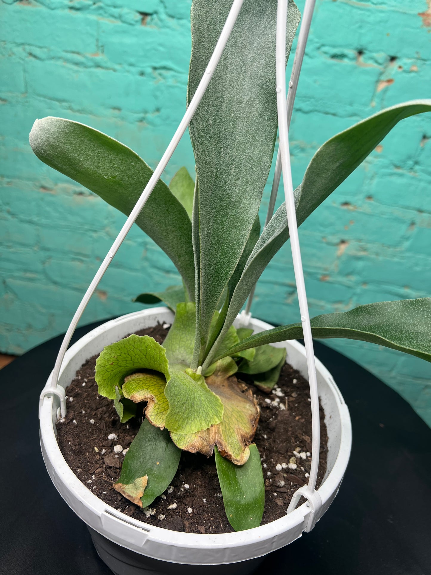 Platycerium bifurcatum -Staghorn Fern  8” basket