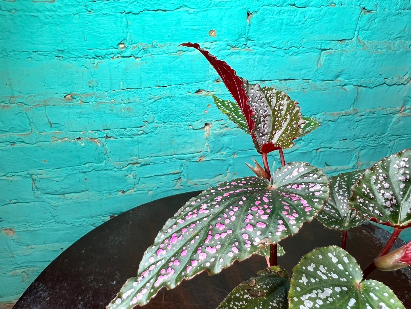 Begonia Maculata Pink (Polka Dot)