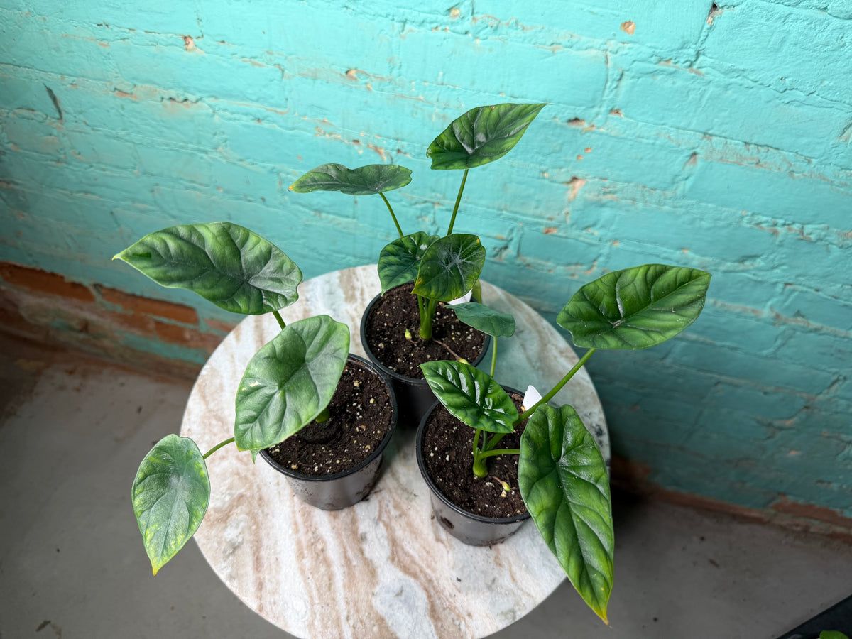 Alocasia Quilted Dreams 4”