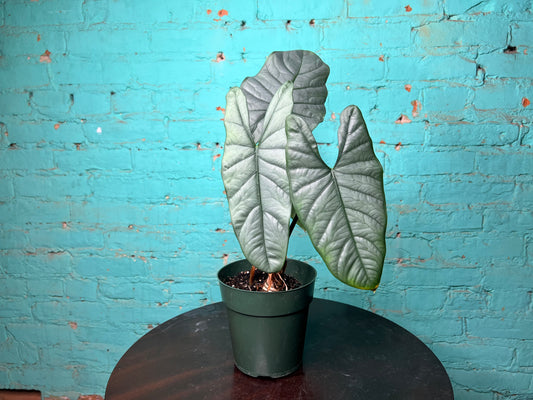 Alocasia Heterophylla Dragons Breath
