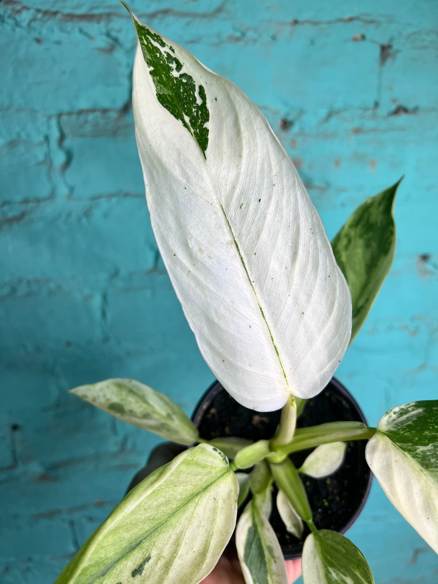 Philodendron Jose Buono Albo 4”