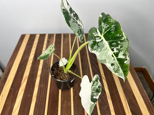 Alocasia Frydrek Variegated 4”