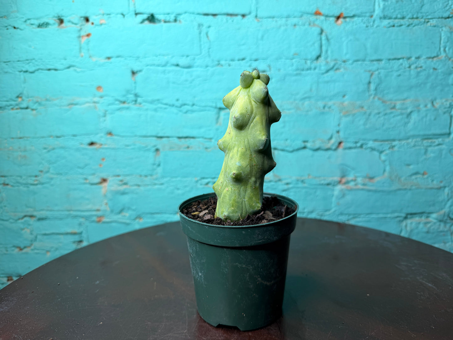 Boobie Cactus 4”