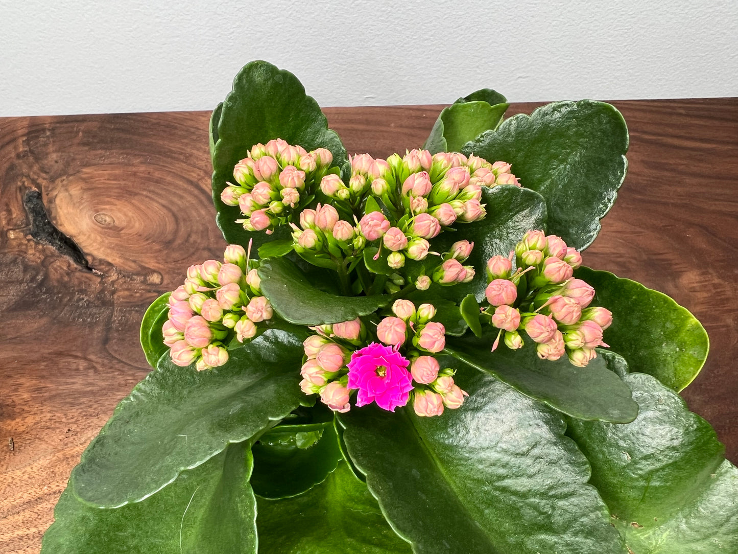 Kalanchoe