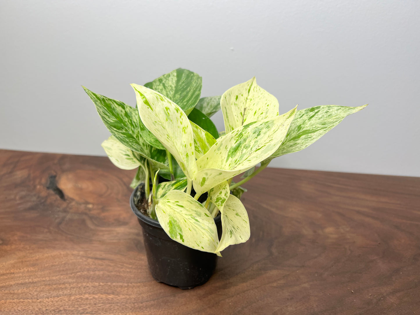 Snow Queen Pothos