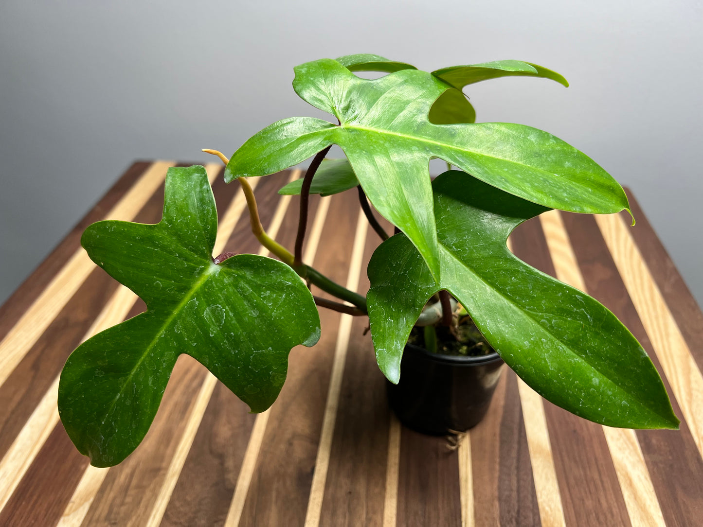 Florida Green Philodendron