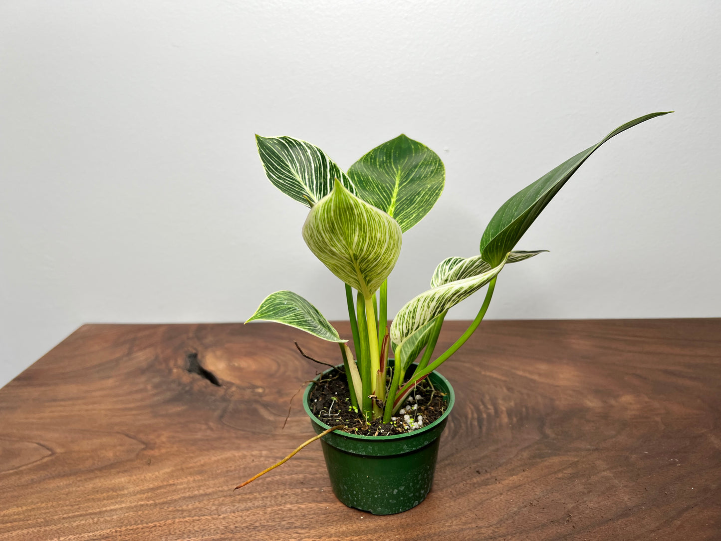 Philodendron Birkin 4”