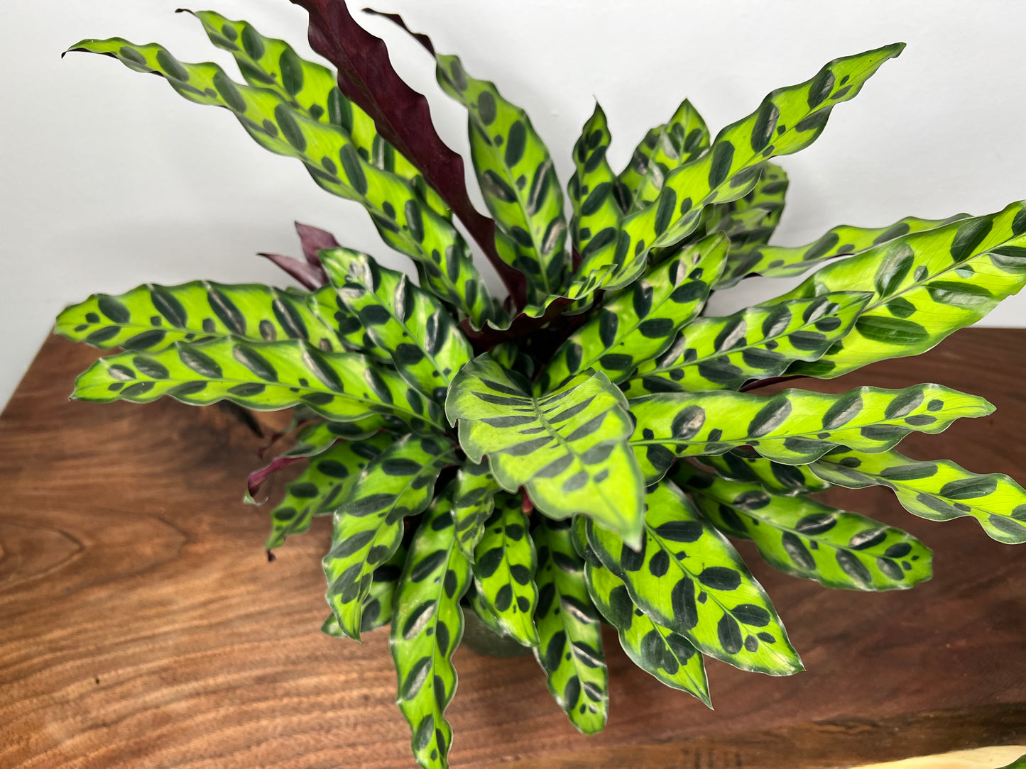 Rattle Snake calathea (6inch)