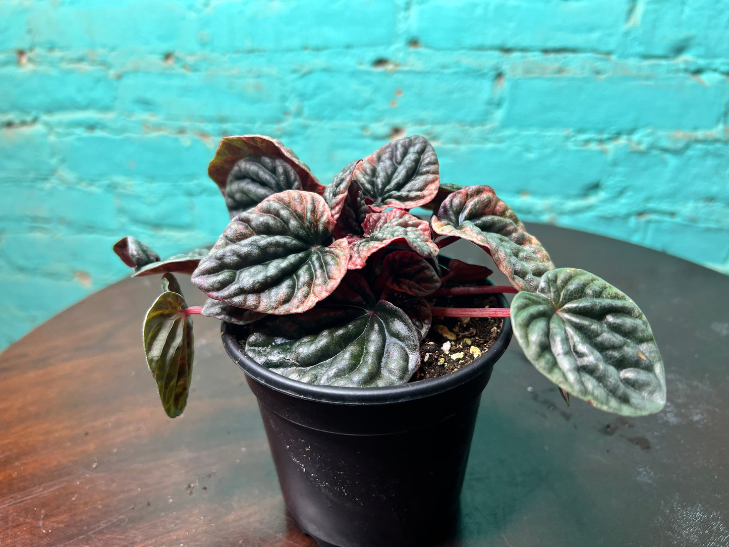 Peperomia Abicos 4”