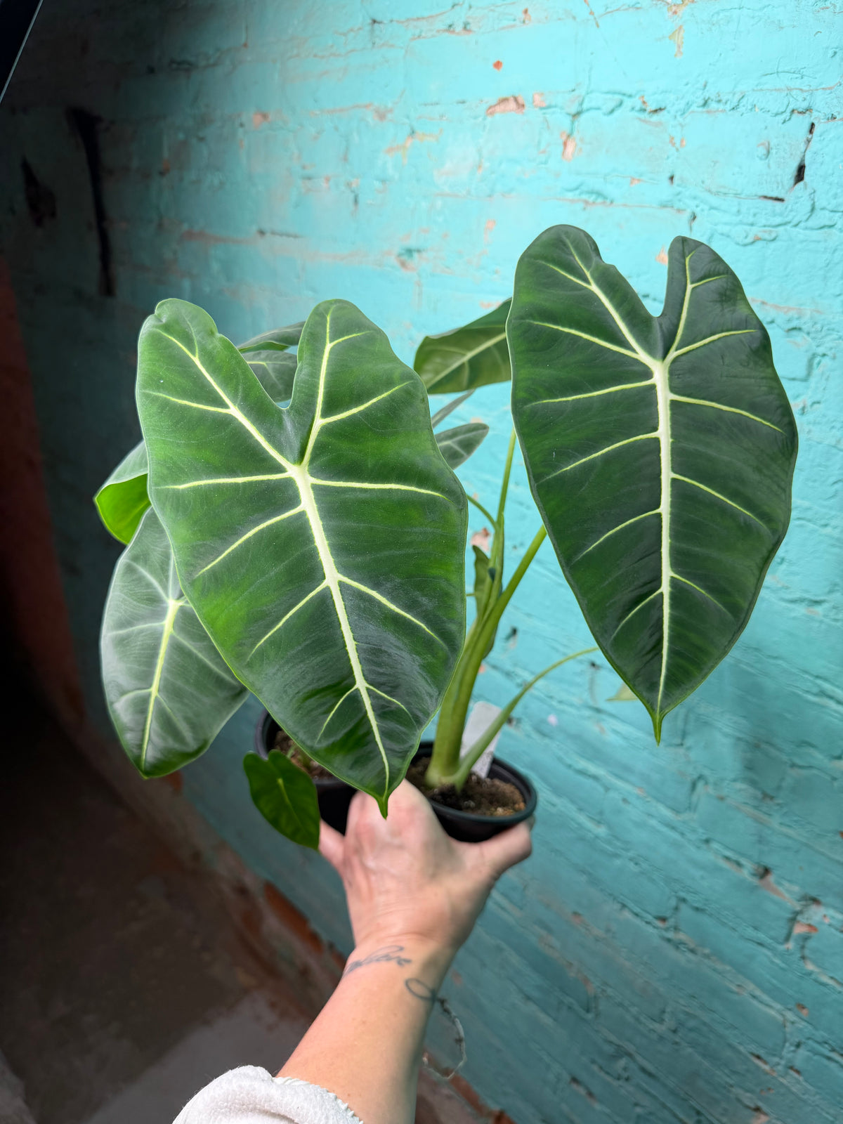 Alocasia Frydrek 4”