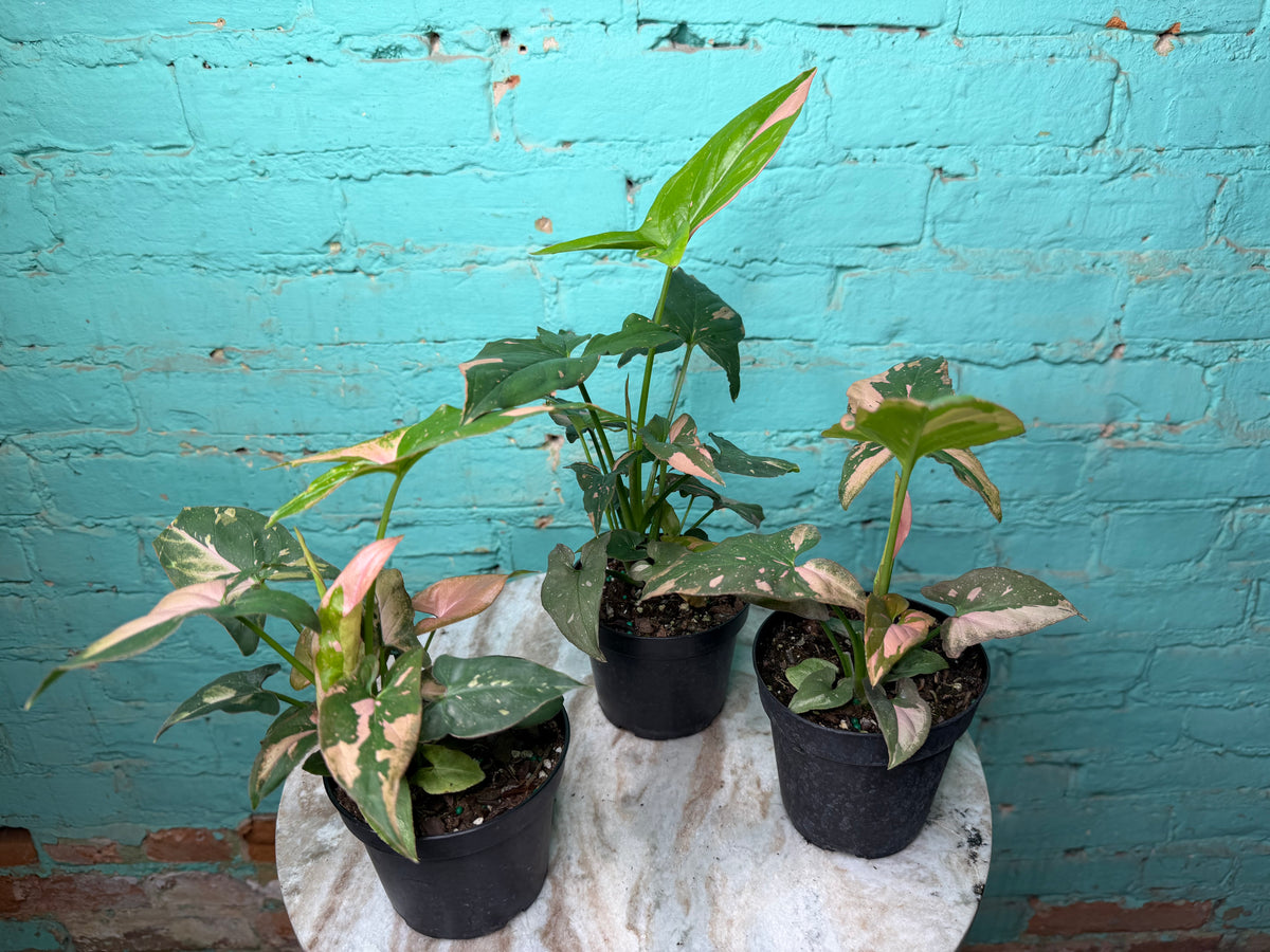 Syngonium Pink Splash 4”