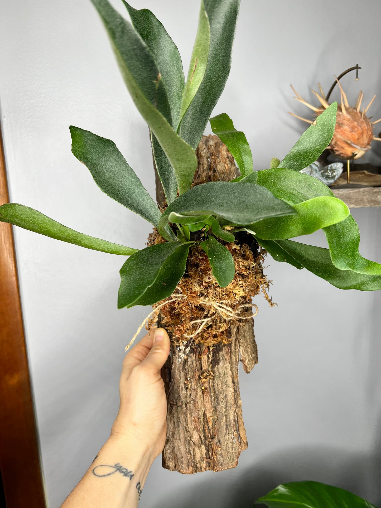 Staghorn Mount- Bark