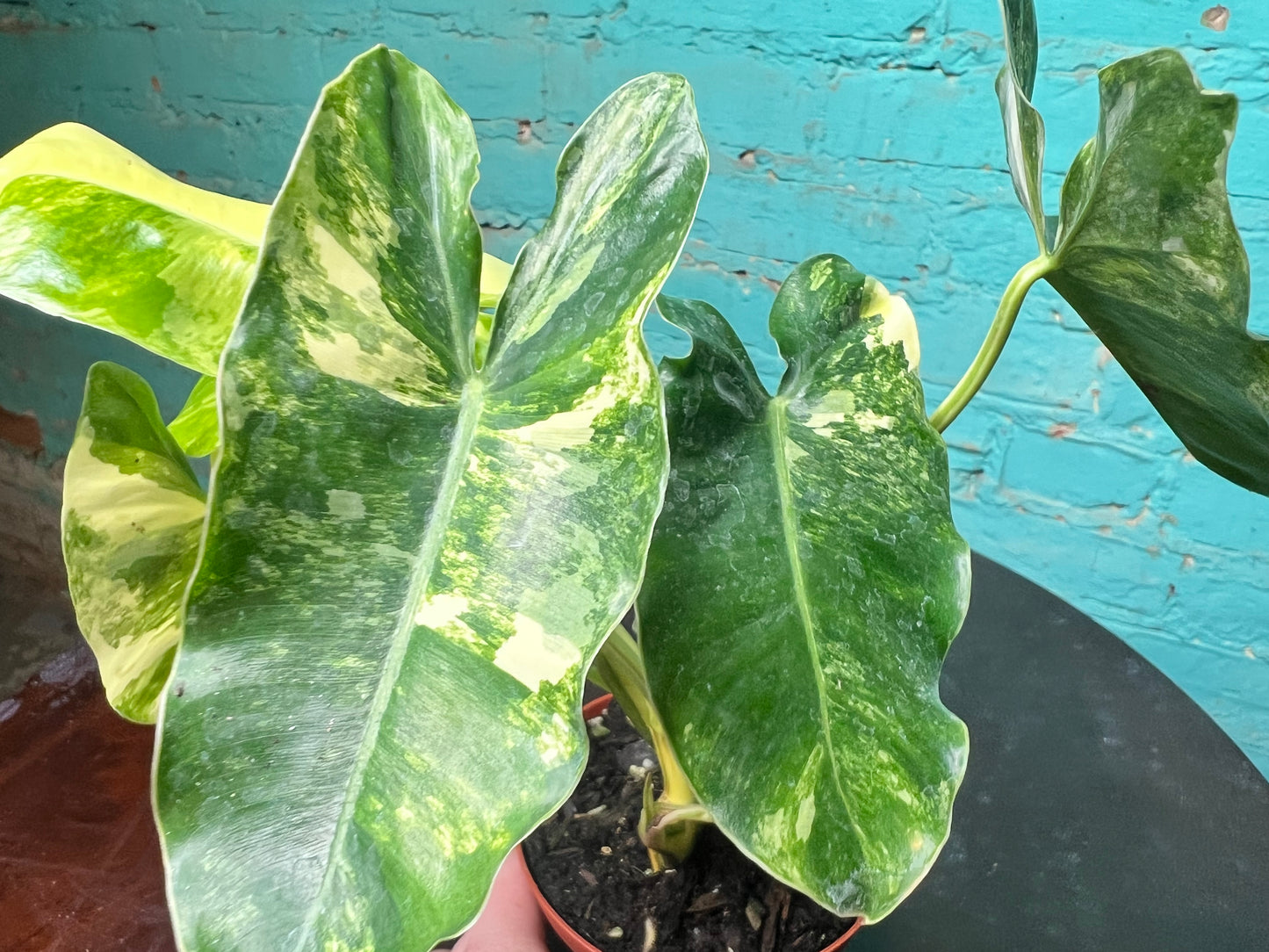 Philodendron Burle Marx Variegated 4”