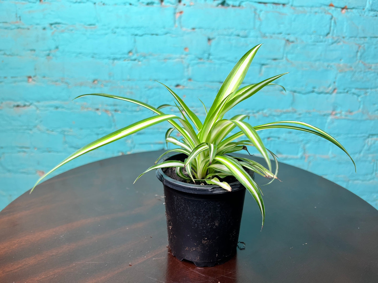 Spider Plant (Pet friendly)4”