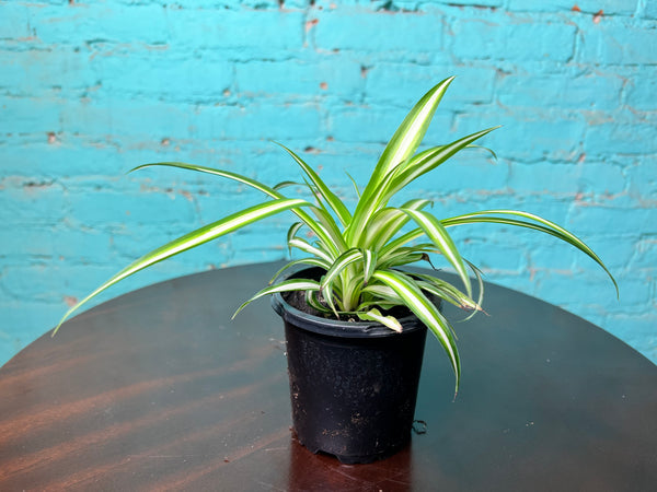 Spider Plant 4”
