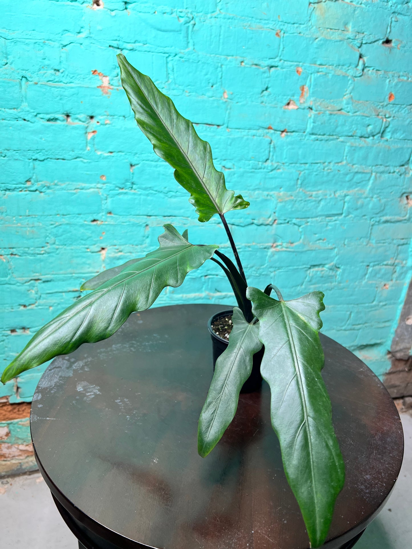 Alocasia Lauterbachiana Mint 4” (Sword Tree)