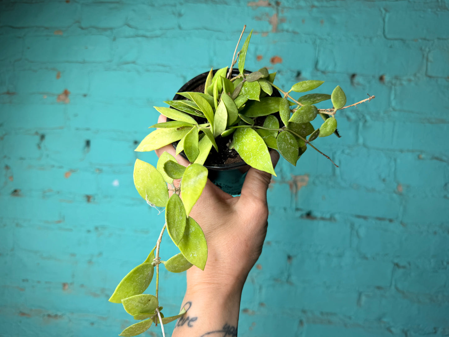 Hoya-Gracillis 4”