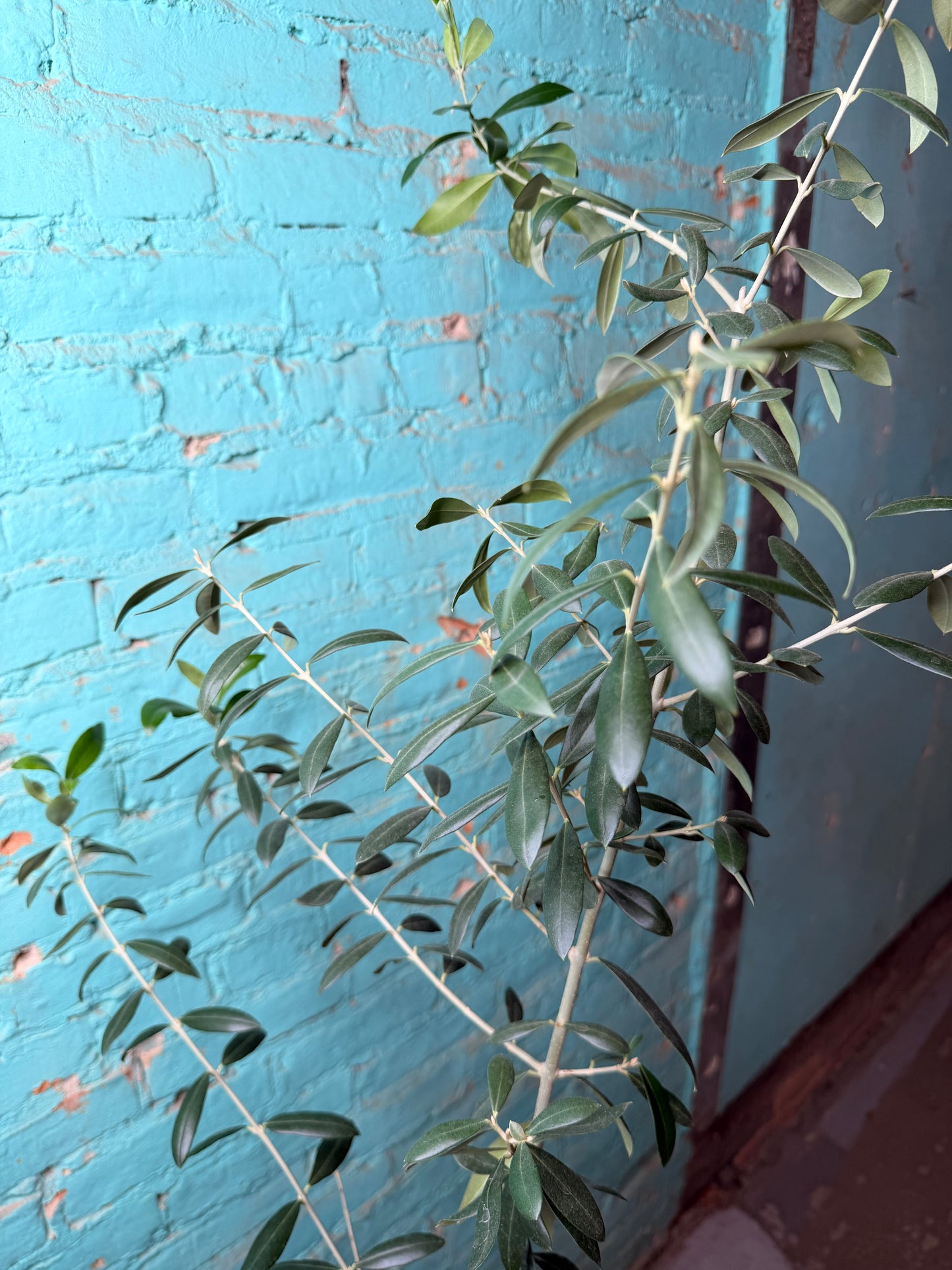 European Olive Tree 8”