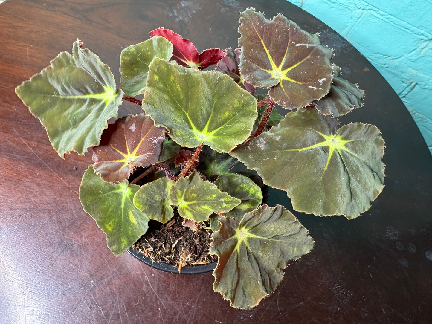 Begonia Rex “Green Velvet” 4”