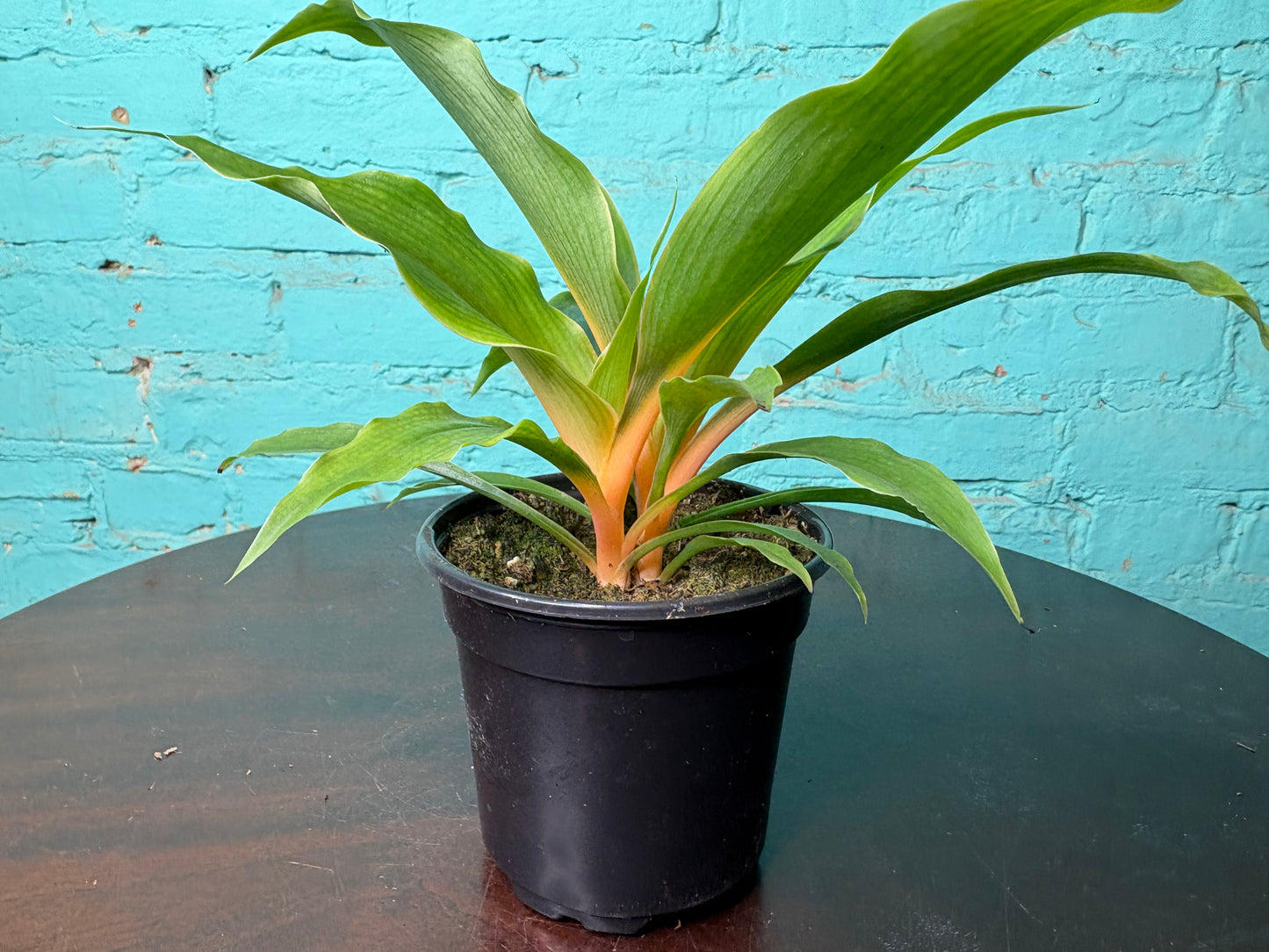 Chlorophytum Mandarin - Spider Plant 4”