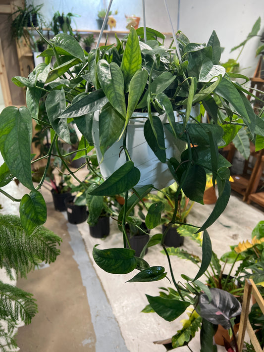 Cebu Blue Pothos 8” basket