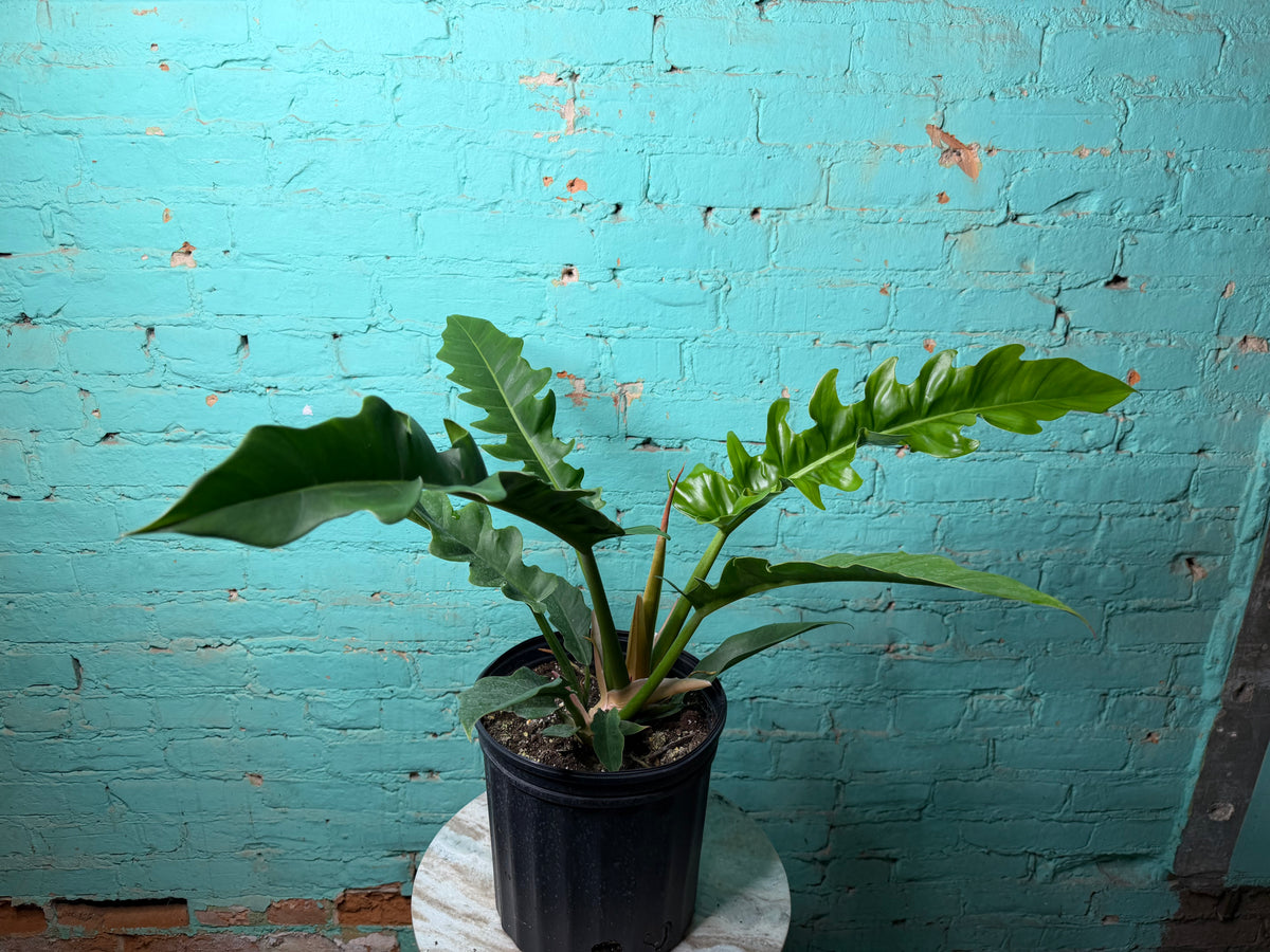 Philodendron Narrow 8”