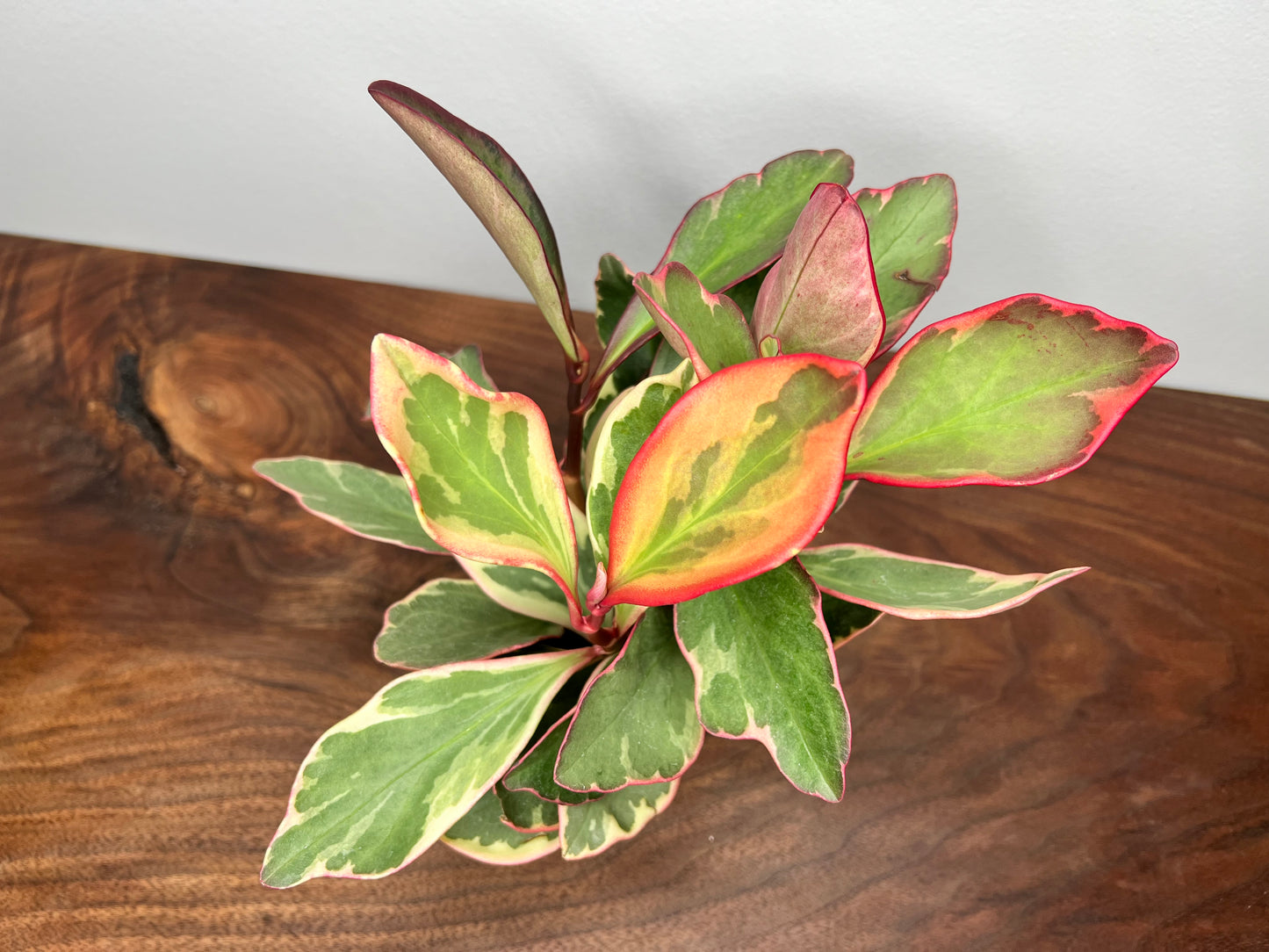 Peperomia- Ginny (Rainbow)