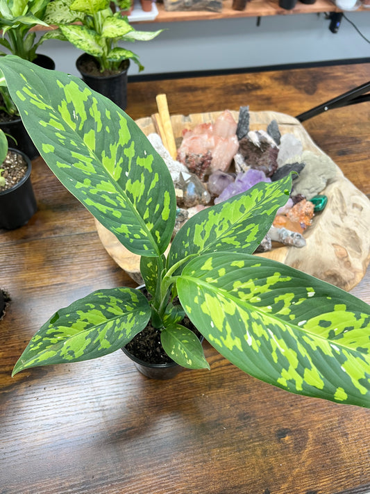 Dieffenbachia CHEETAH