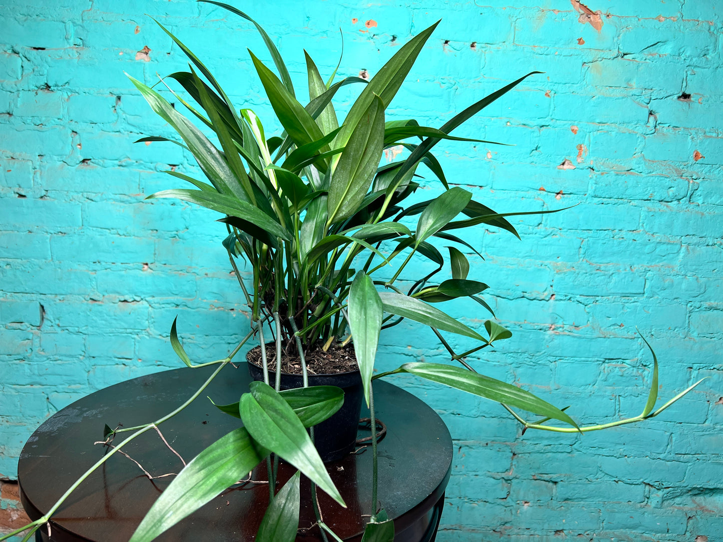 Epipremnum Amplissimum 6”