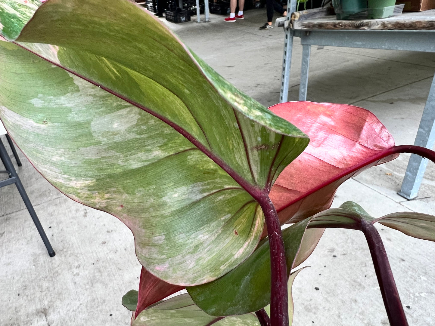 Philodendron-Strawberry Milkshake