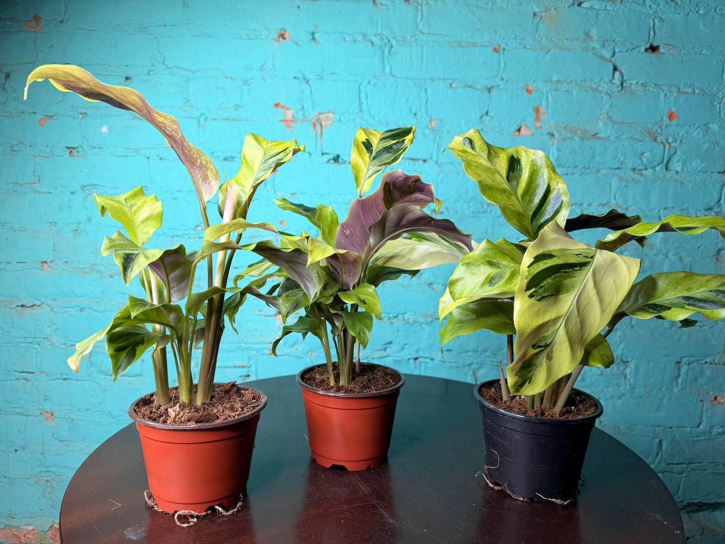 Calathea Yellow Allusion 4”
