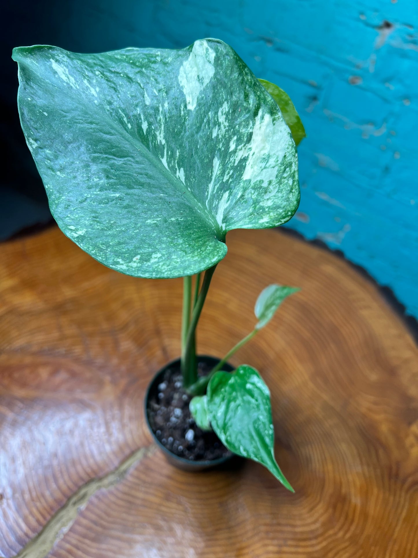 Monstera Deliciosa Mint 3”