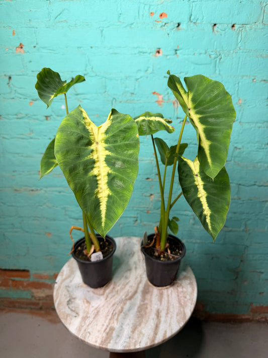 Colocasia Maui Sunrise 4”