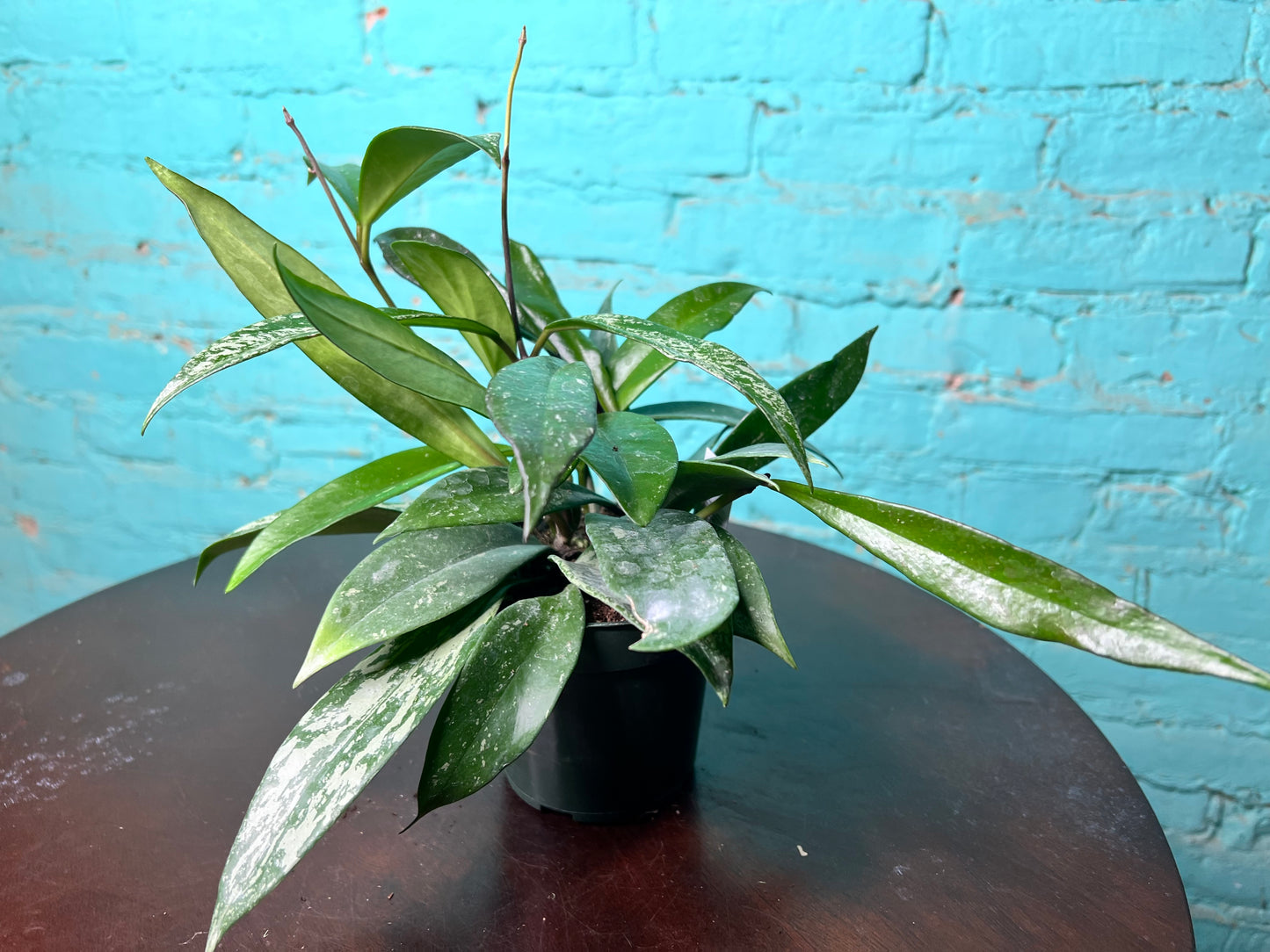 Hoya Silver Splash hybrid (Pubicalyx)