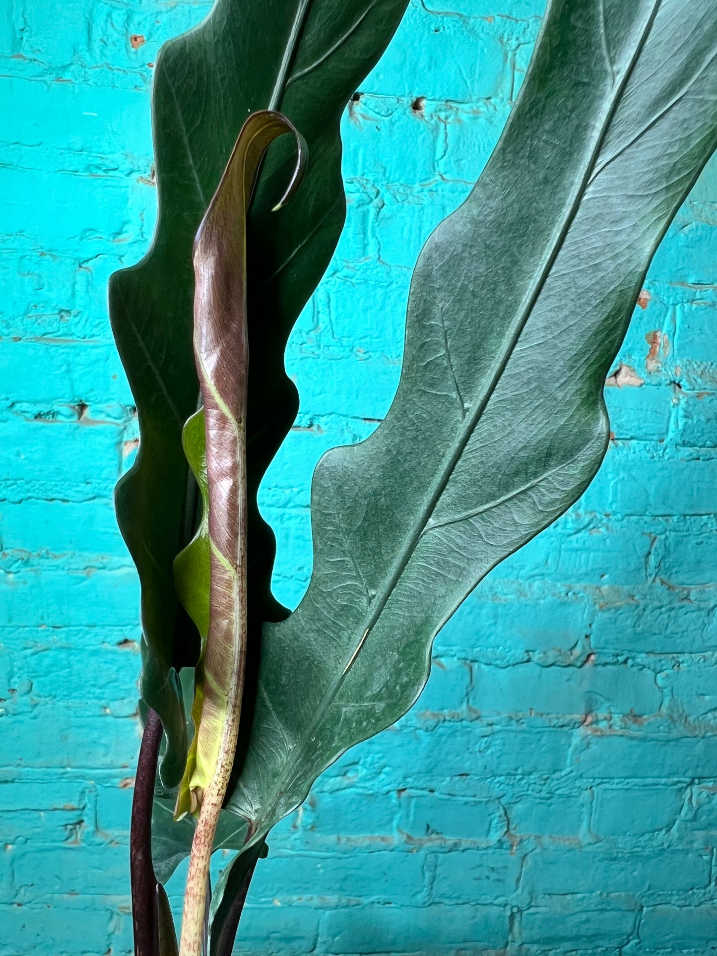 Alocasia Lauterbachiana 6” (Sword Tree)