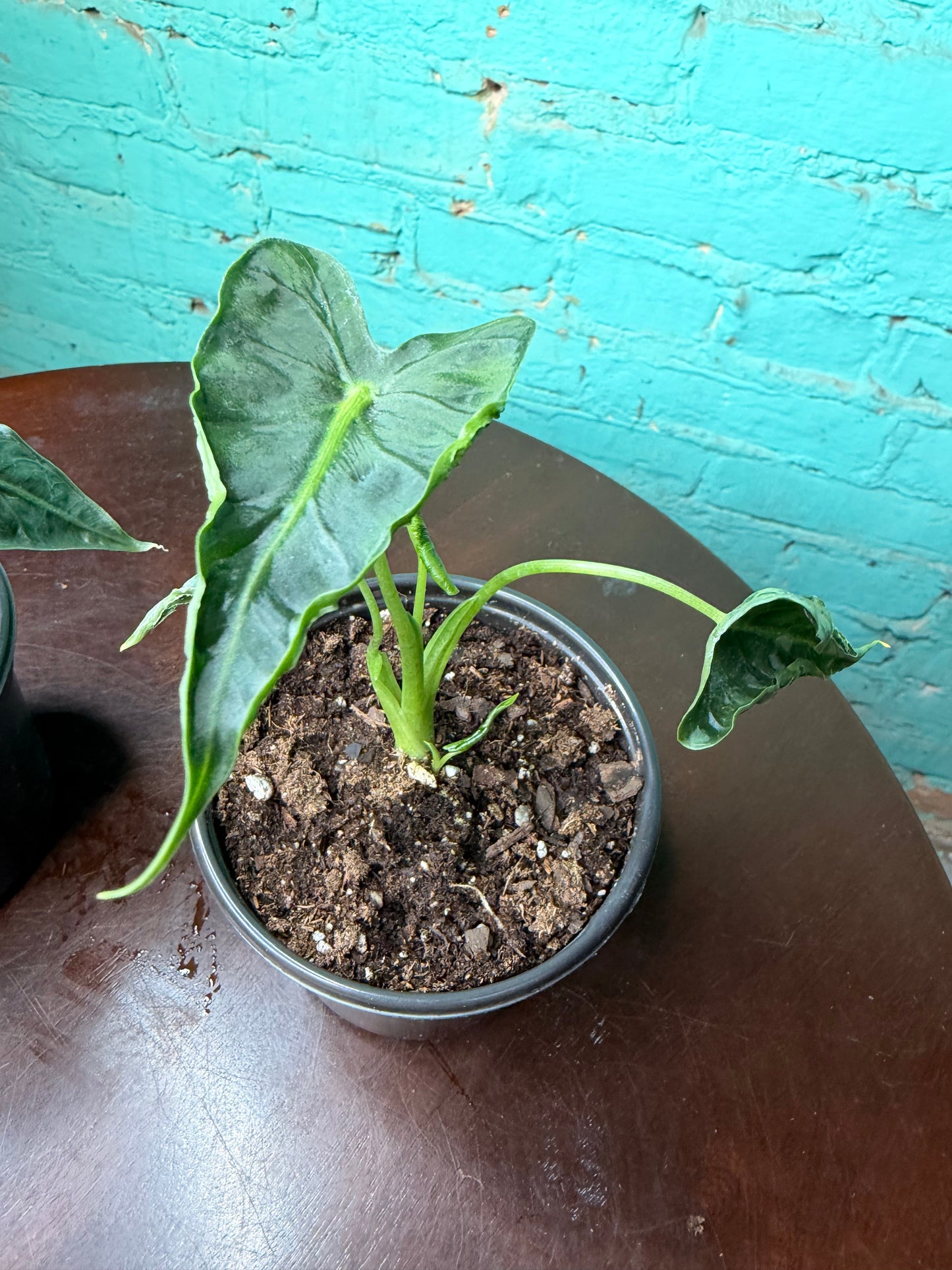 Alocasia Micholitziana ‘Frydek Tattoo’ 4”