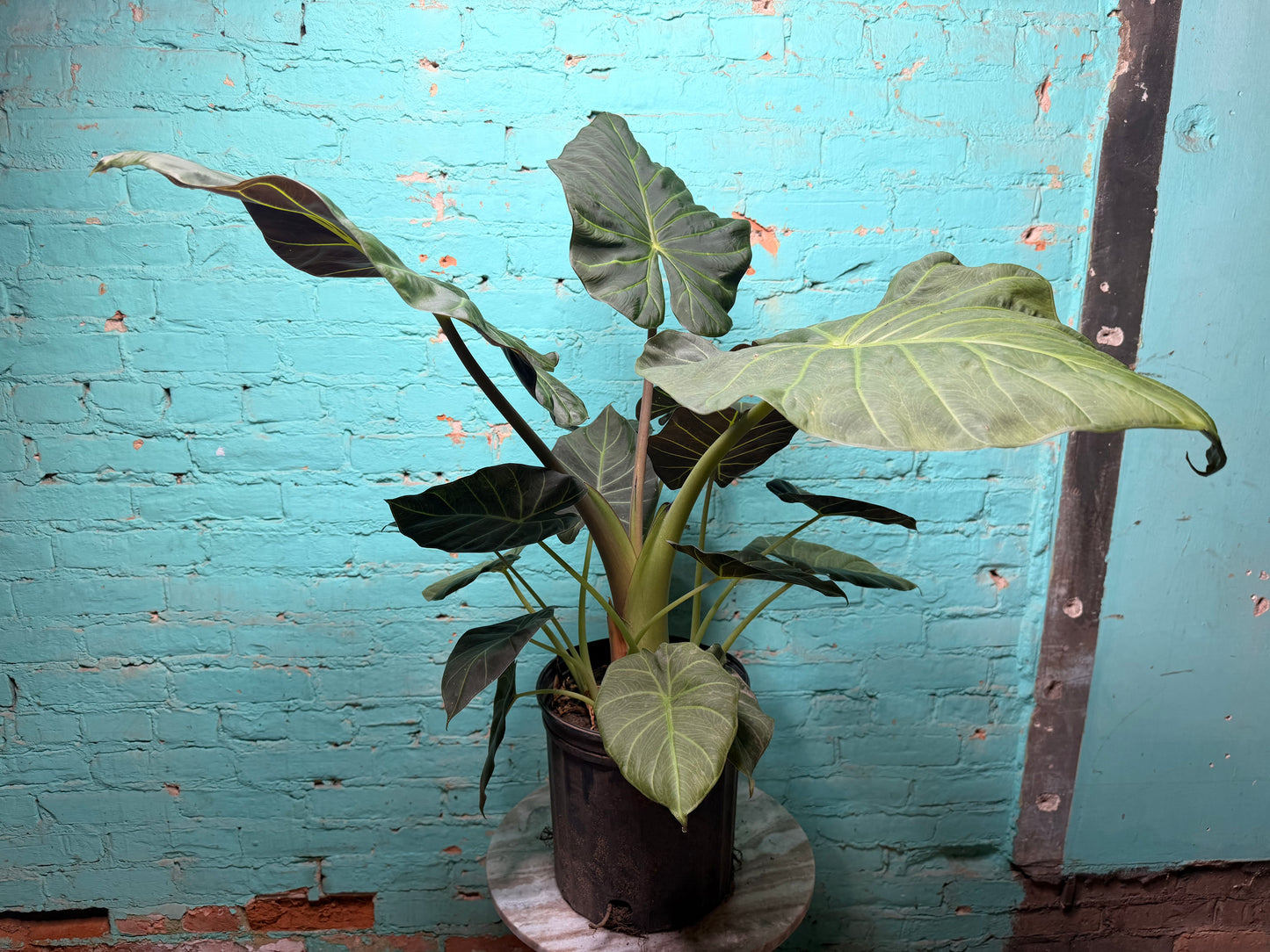 Alocasia Regal Shield 10”