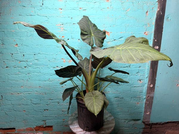 Alocasia Regal Shield 10”
