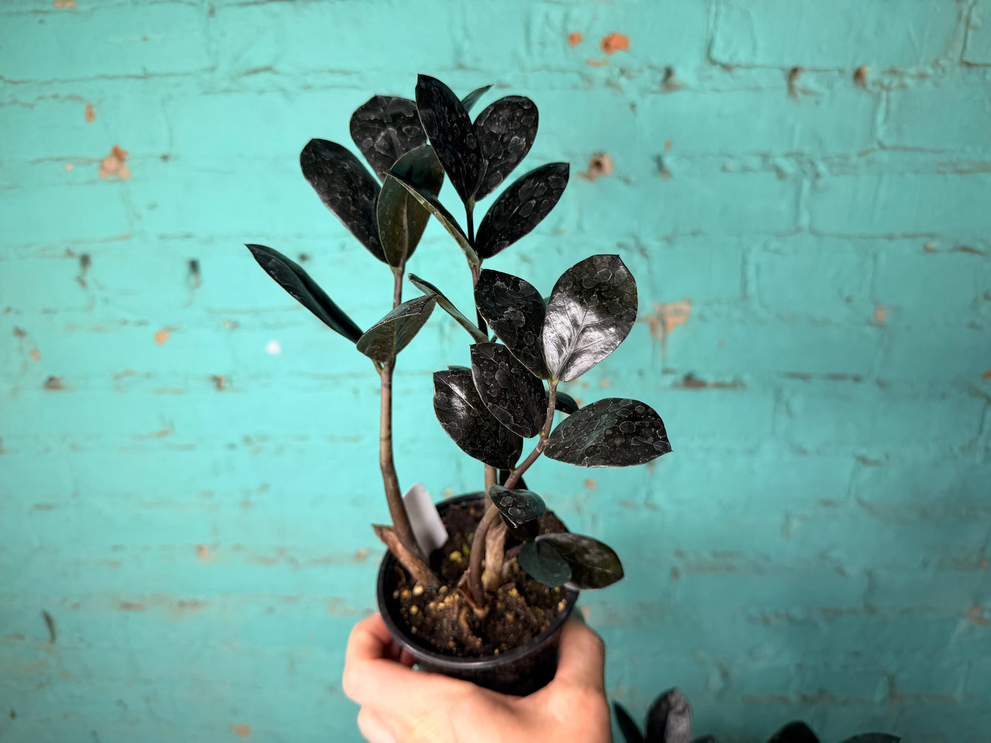 ZZ Plant ‘Super Nova’