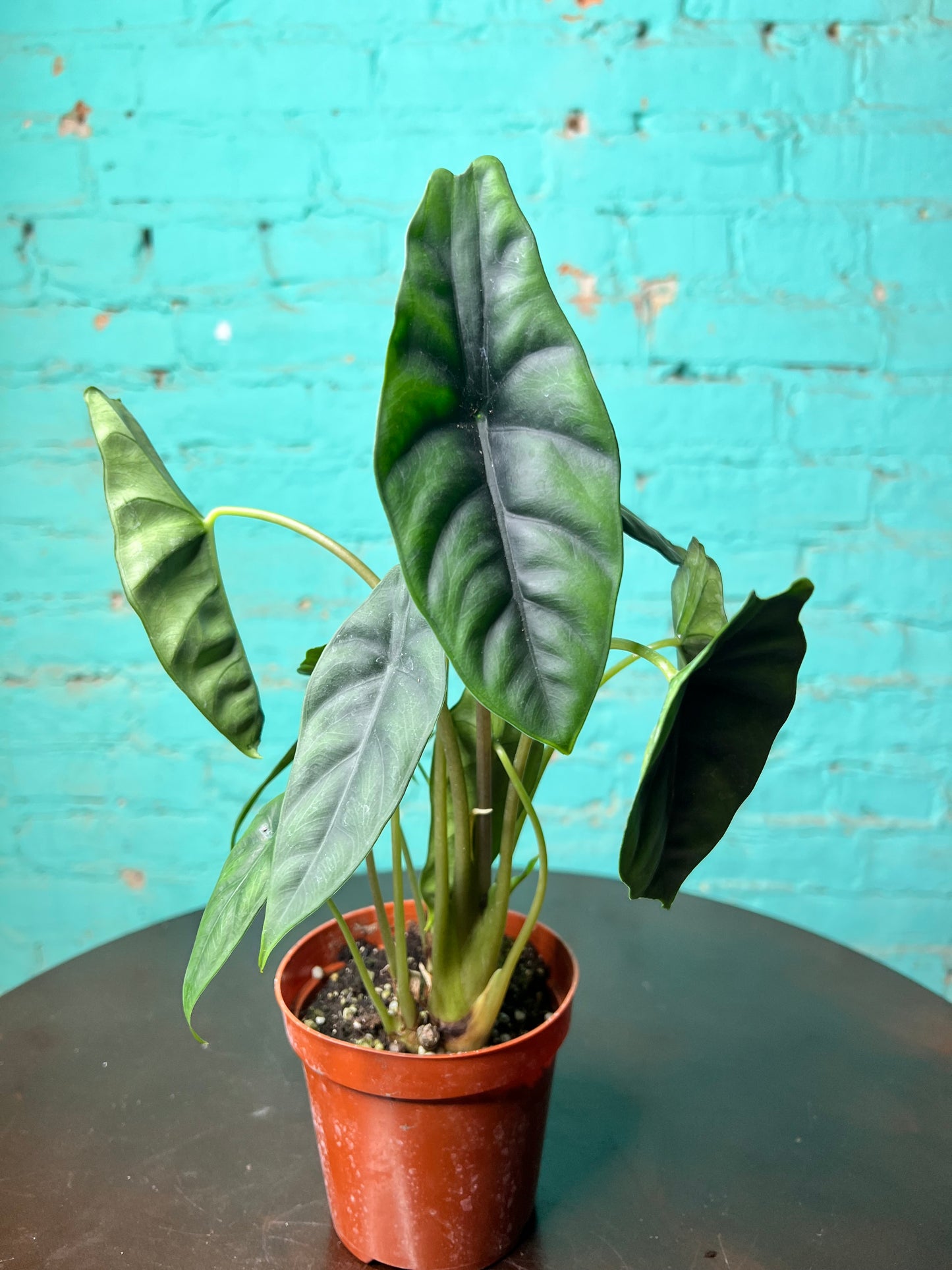 Alocasia Venusta 4”