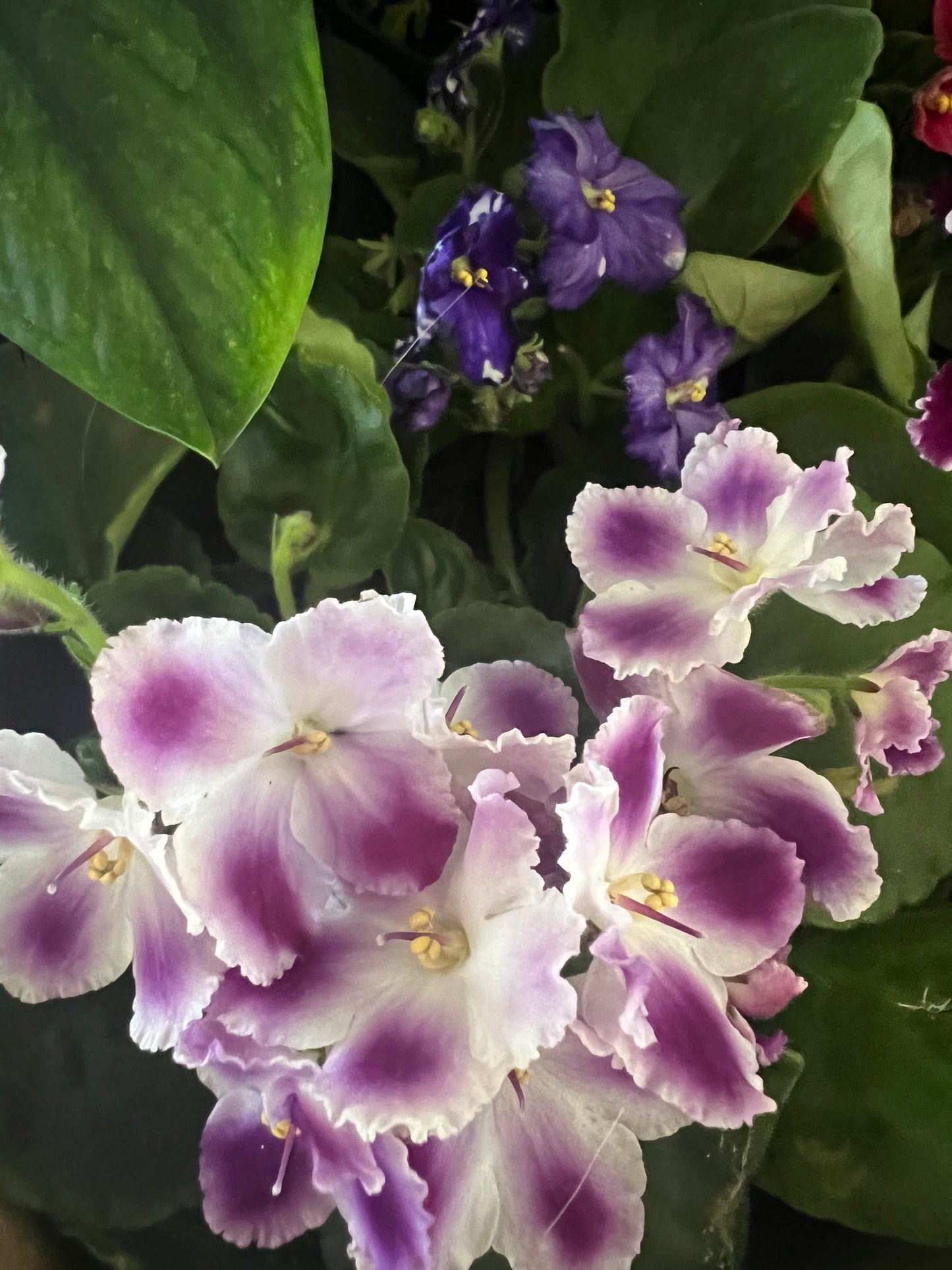 African Violet 4”