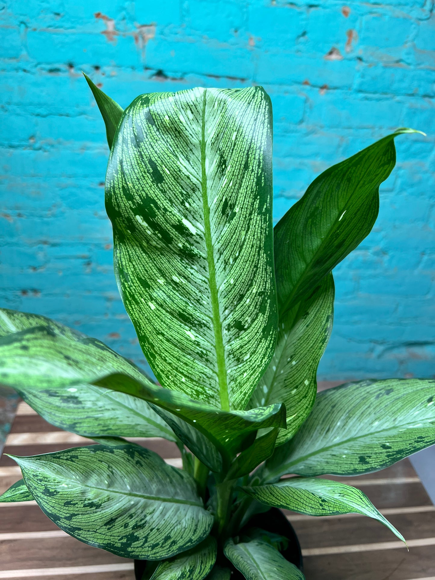 Dieffenbachia 6”