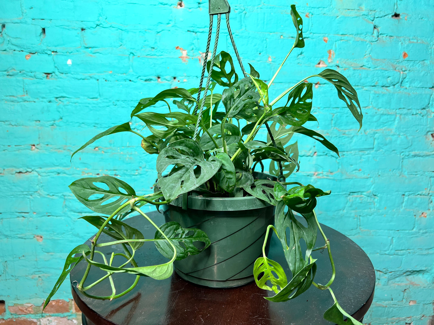 Swiss Cheese 8” basket