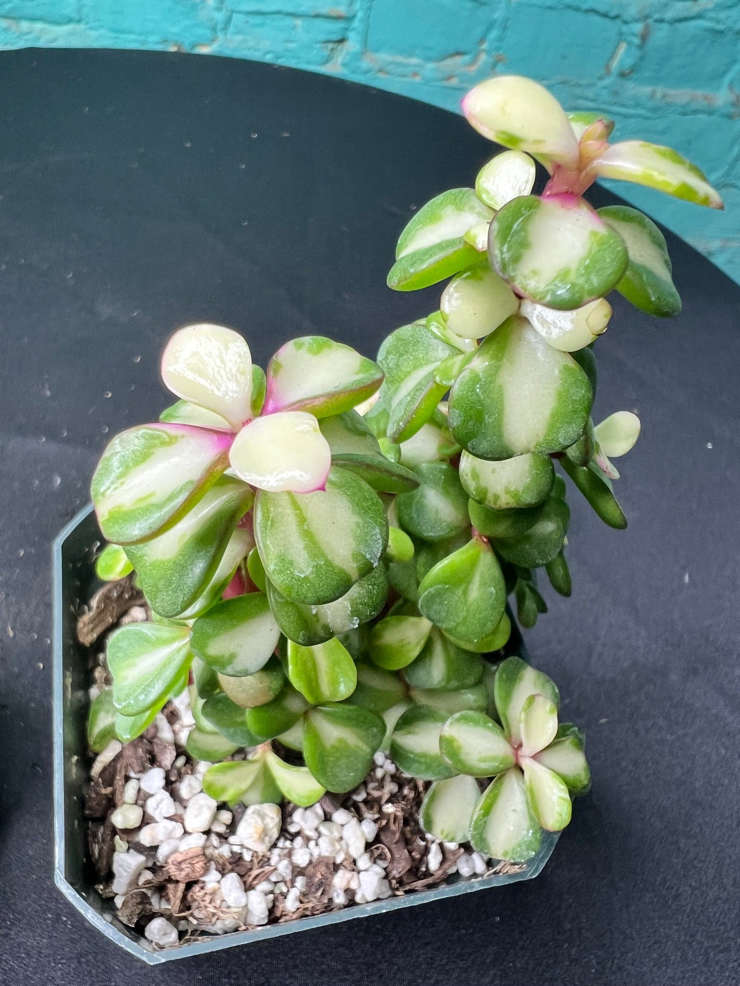 Portulacaria afra ‘Variegata’ Rainbow Bush 3”